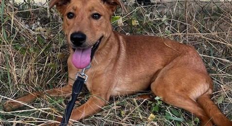 Gazdikereső – Nándi, a bohókás vízimádó