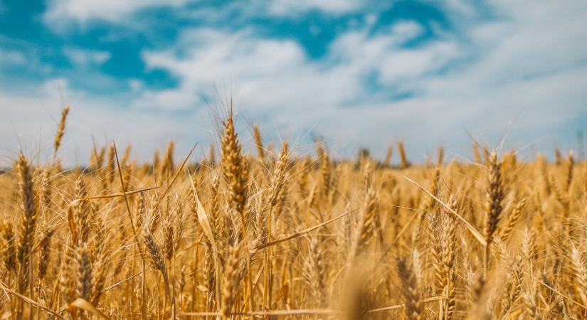 Kihallgatták a Bászna Gabona képviselőjét