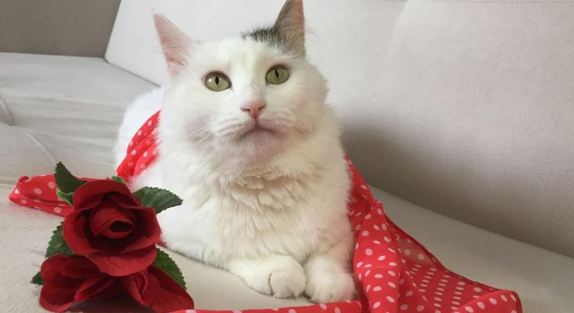 Cicás-randi a városban: sorsdöntő találkozás Valentin-napon