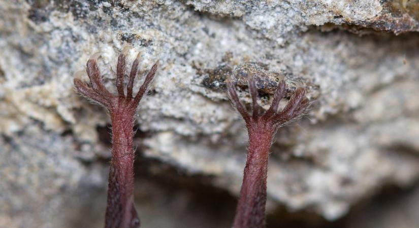 Új, veszélyes denevérvírust azonosítottak: emberre is terjedhet, itt lehet az újabb világjárvány?