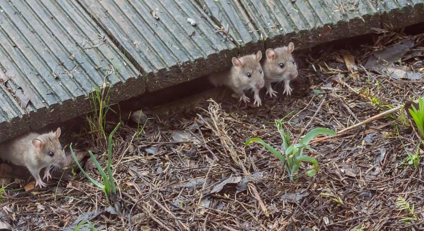 Rágcsálók a telepen: a 9 leggyakoribb belépési pont