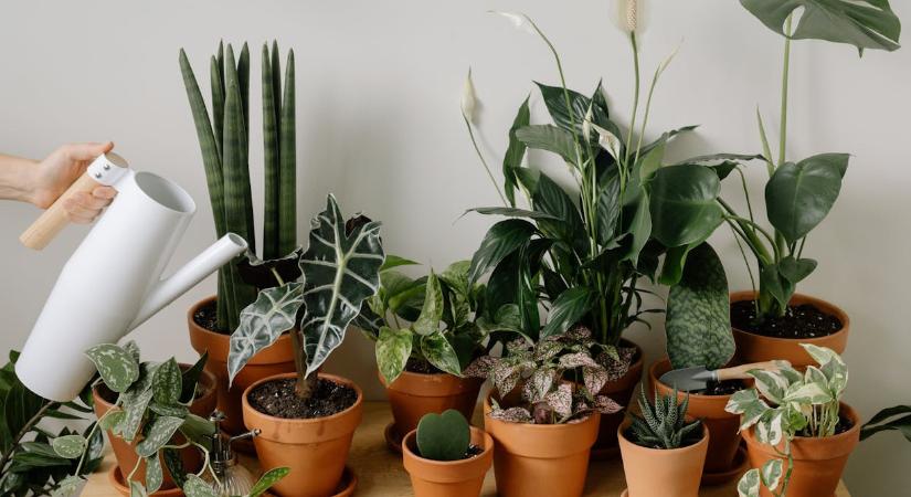 7 szobanövény, ami a legsötétebb sarokban is vígan zöldell