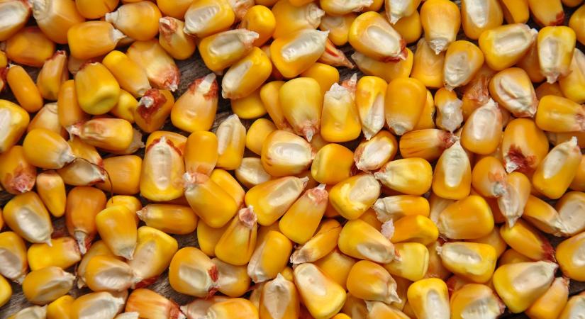 Látványosan zsugorodik a kukorica területe Európában, 2026 sem kivétel