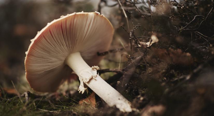 Gombamérgezés: négy ember meghalt, riadót fújt a hatóság