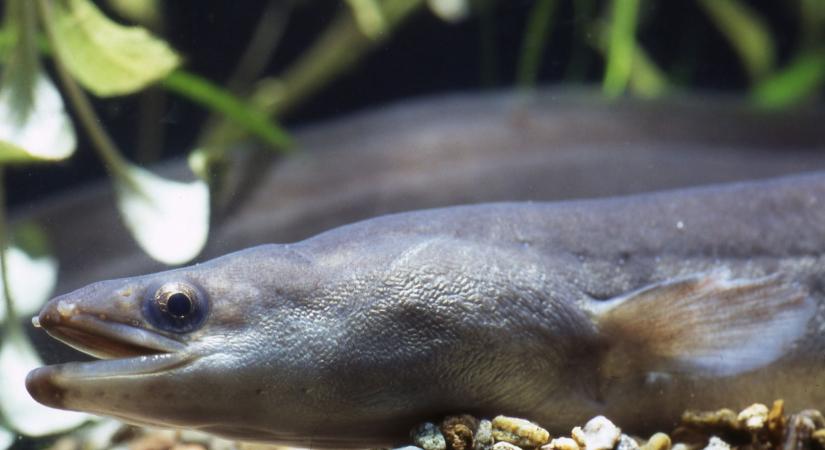 Ritka kígyószerű hal bukkant fel a hazai folyóban: nézzétek mit fogtak Kazincbarcikánál  Fotó