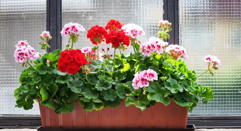 Tavaszra gyönyörű lehet a muskátlid, de már most lépned kell, ha ezt el akarod érni