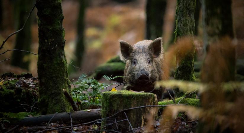 Riasztó felvételek jelentek meg arról, milyen kárt okoztak a magyar földeken