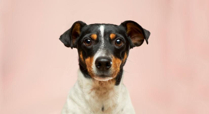 A kutyatartás új gondoskodási formát alakít ki