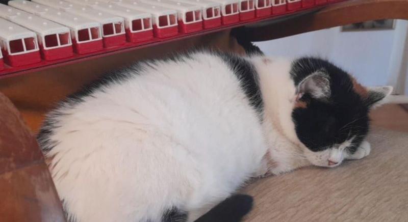 Egyetlen szikra ölte meg a piricsei férfit és macskáját