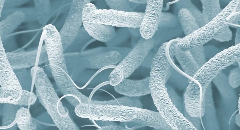 Kolera a rák ellen? Éppen kipróbálják