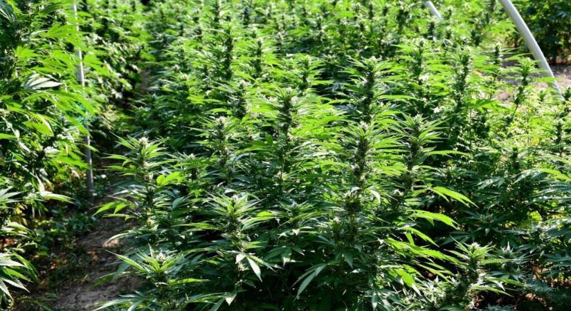 Komoly droghálózat épült ki a két ország között