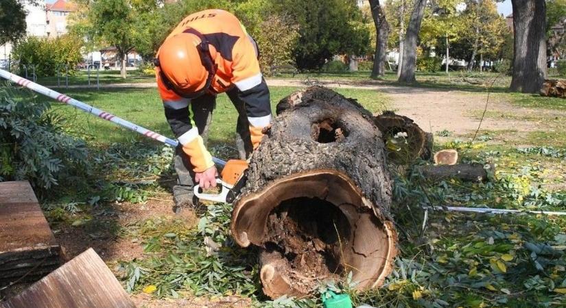 Veszélyes fákat távolít el a városgondnokság Székesfehérvár temetőiben