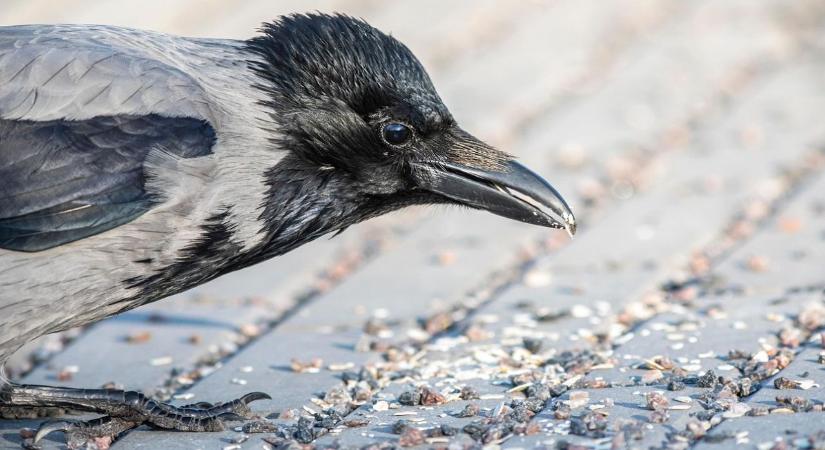 Kísérlet: varjak sikeresen teljesítettek egy olyan kognitív tesztet, amelyet korábban kizárólag az emberi gondolkodás sajátjának tartottak