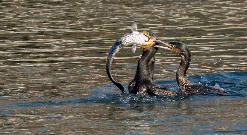 A horgászok hatékony szabályozást követelnek a kormoránok ellen – petíció indult