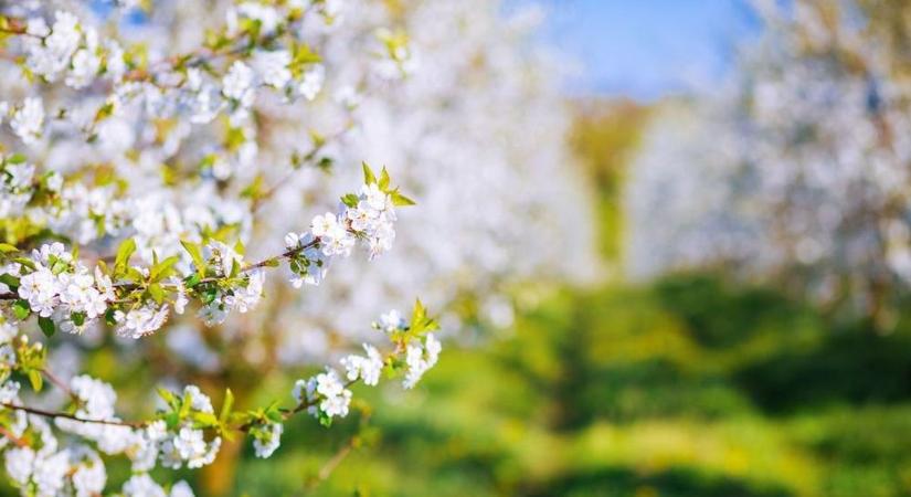 Mikor jön idén az igazi tavasz? Már a kertek alatt van