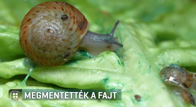 Megmentettek egy kihaltnak hitt csigafajt