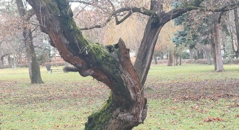 Lencsevégre kaptuk az érsekkert egyik tündéri lakóját - fotó, videó