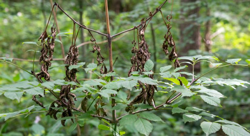 Veszélyes gombafaj terjed Magyarországon: szörnyű, mire képes