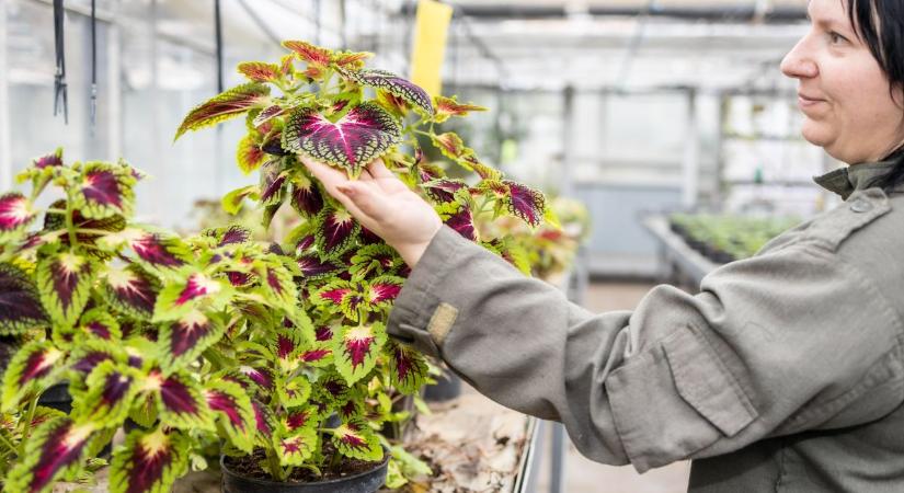 Törékeny levíziák, kényes boglárkák közt: így készül a velencei iskola a nőnapra (fotógalériával)