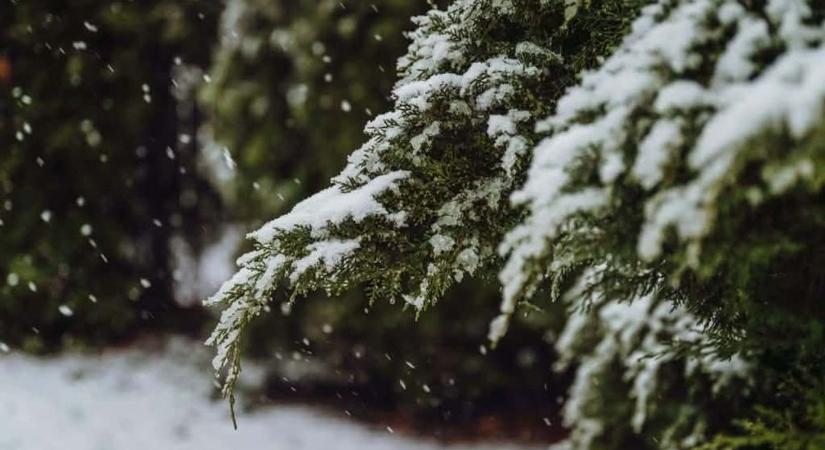 Paplan alatt az erdő - miért hálás a természet a kemény mínuszoknak?