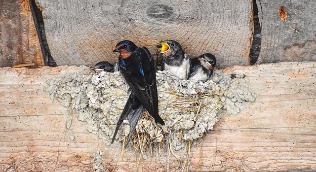 MME: a lakosságnak és az önkormányzatoknak is jelentős szerepük van a tavaszi fecskevédelemben