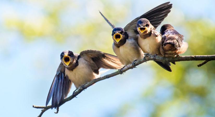 A fecskék védelme közös ügy és közös érdek – Így segíthetjük őket