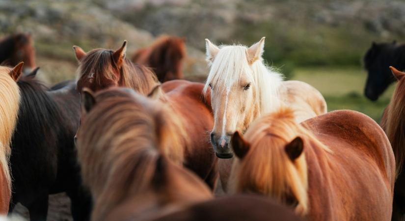 Videón, ahogy egy tucat elszabadult ló keltett pánikot egy brit településen