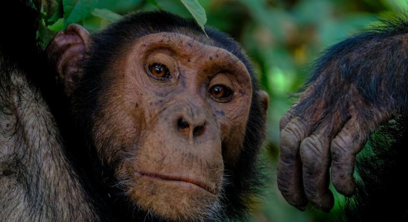 Örökre megnyomorította: Sokkoló csimpánz támadás áldozata lett egy fiatal nő