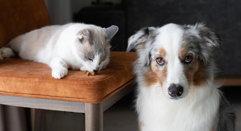 7 dolog, amit az állatorvosok szerint nem kéne megvenned a kutyádnak vagy a macskádnak