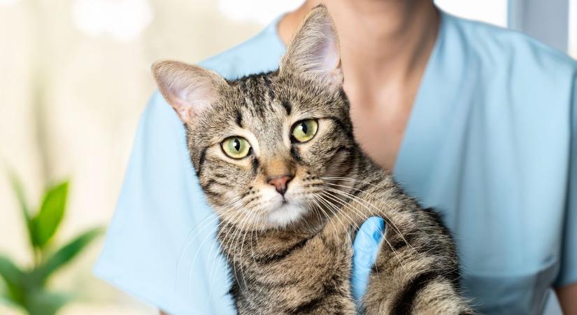 33 cica ivartalanítását támogatja a mosonmagyaróvári önkormányzat - A kóbor macskák 70 százaléka beteg