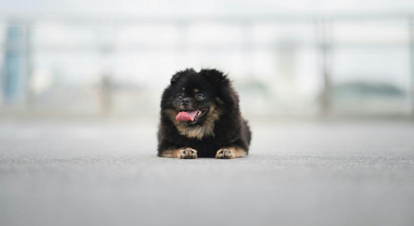 Kutyaürülékből vett DNS-mintával buktatná le a hanyag gazdákat egy új kerületi elképzelés