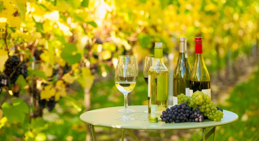 Színt vallottak a magyar borászok: lerántották a leplet a hazai szőlőről