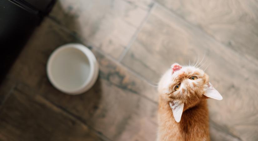 Gazdik mesélnek: a megcsúszott etetési idő és a macskák bosszúja