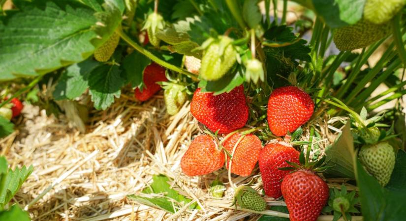 Ha ezt teszed, bőségesen fog teremni ez a gyümölcs a kertedben!