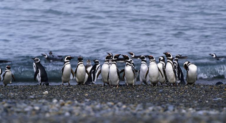 Ezrével pusztulnak a pingvinek Argentína partjainál, meglepő dolog áll a háttérben