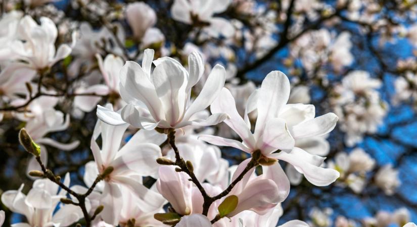 Egy virágzó oázis a Maggiore-tó partján