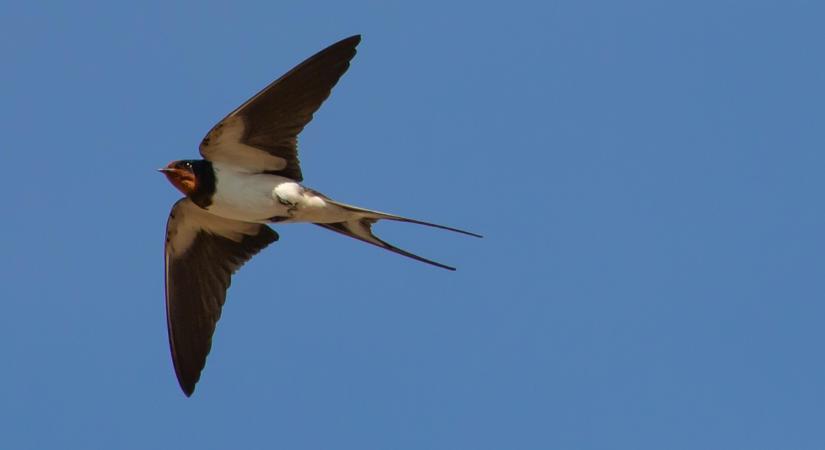 Felhívás: a tavasz kiemelt fecskevédelmi időszak