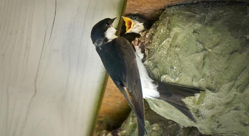 Észrevetted, hogy eltűntek a fecskék az országból? Kemény, mi áll a háttérben