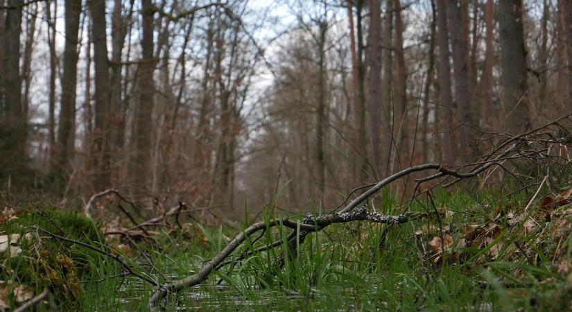 Így lehet az erdőkben visszatartani a vizet