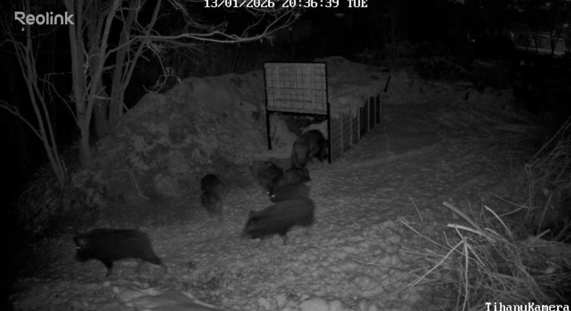 Belterületen kószáló vadak okoznak gondot a Balatonnál és Várpalotán ( videó)