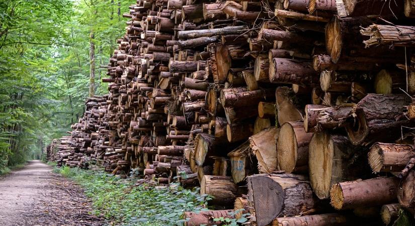 Online erdészeti konferenciát szervez a NAK