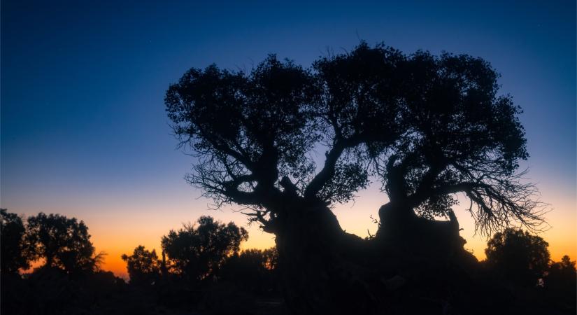 Kína új stratégiai fegyvere: katonai célú gumifaerdőt varázsoltak a sivatagba