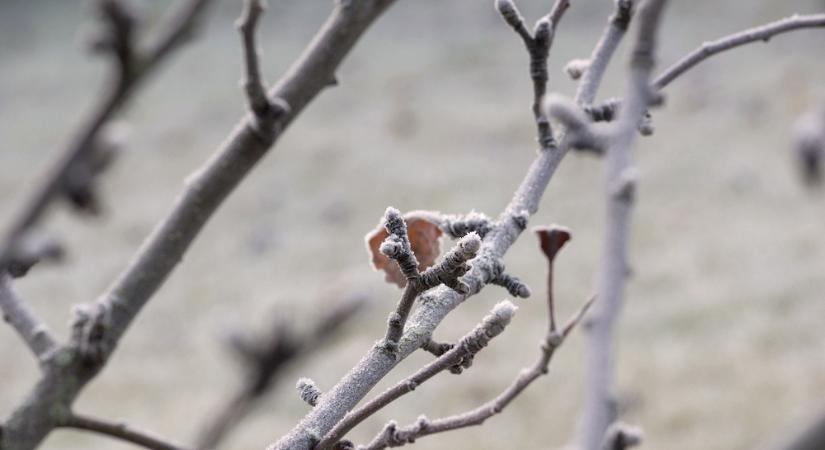Februári metszés: ezt az 1 dolgot ne rontsd el az almafán