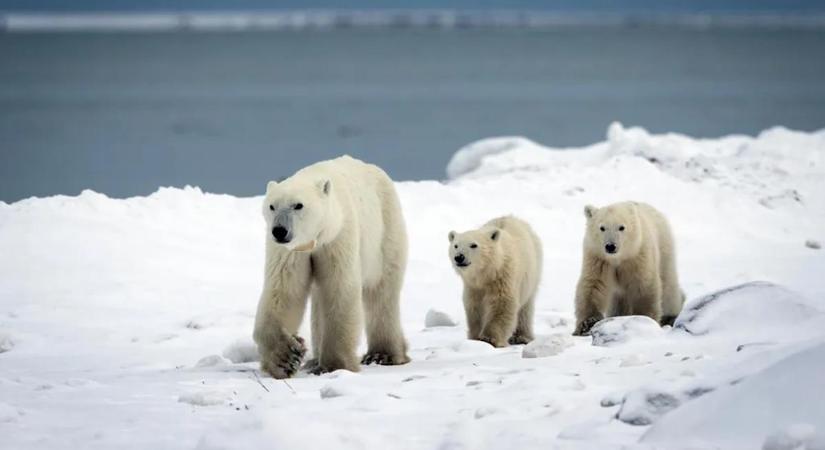 Váratlan dolog történik a jegesmedvékkel — a kutatók is tátott szájjal figyelik az eseményeket
