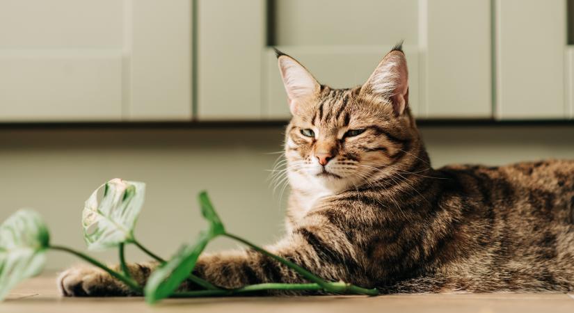 Ezt a 6 szobanövényt kerüld: mérgező a macskák számára