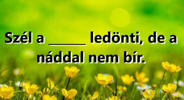 Napi közmondás feladat: „Szél a … ledönti” – Tudod a hiányzó szót?