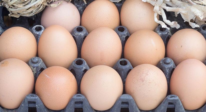 Szennyezett takarmány miatt több százezer baromfiterméket semmisítettek meg