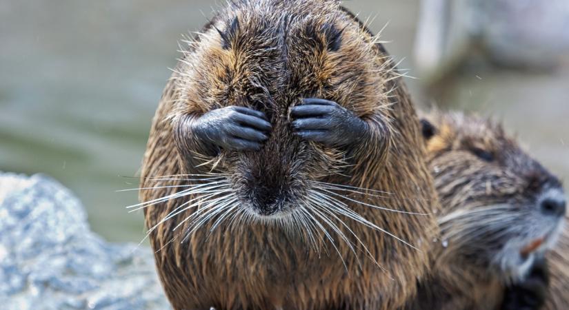 Valódi dráma a Fertőnél: inváziós rágcsálók lepték el a tavat, százszámra lövik ki őket