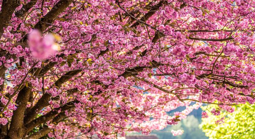 Tavaszi csodahelyek nyomában – kihívás!