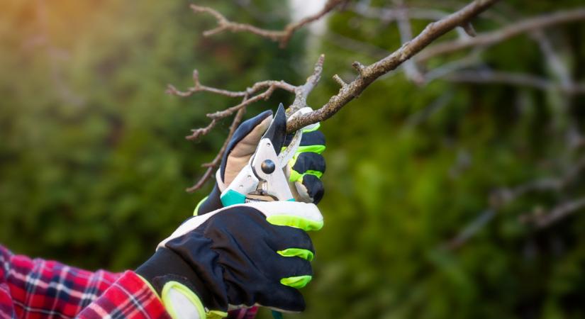 Végzetes hiba a kertekben: így ne metszd a gyümölcsfákat februárban